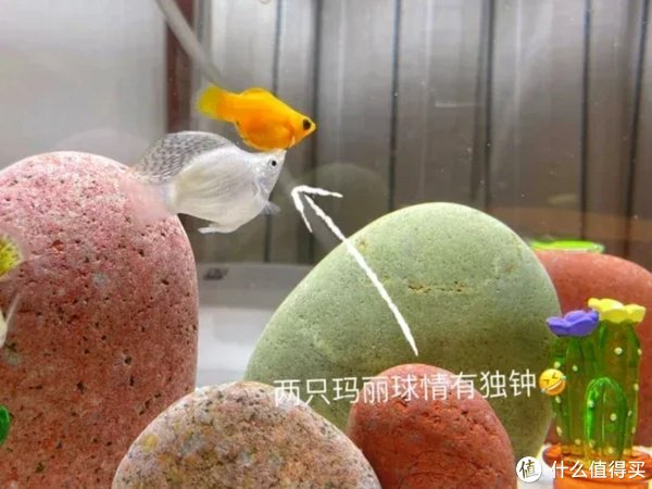 新手怎样打造空气鱼缸|鱼_新浪新闻