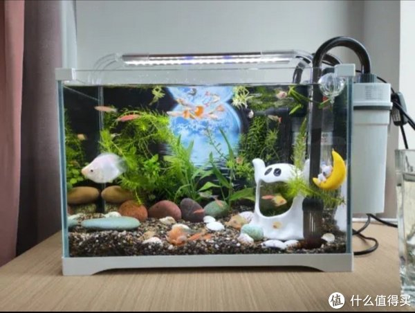 新手怎样打造空气鱼缸|鱼_新浪新闻