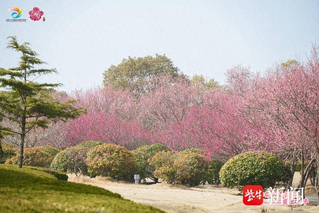 春光正好!盐城大丰梅花湾带你"云上"赏梅