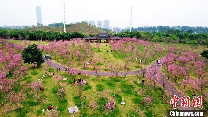 南宁青秀山樱花绽放,春景如画黄云峰 摄樱花绽放,美不胜收