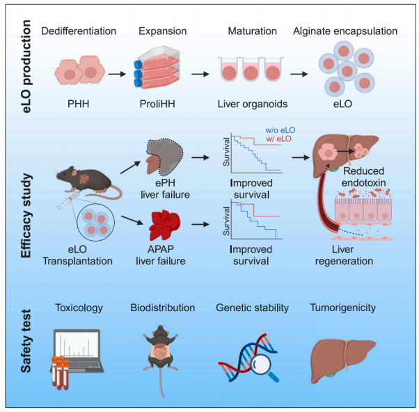 cellstemcell惠利健团队利用微囊化可增殖人肝细胞类器官实现肝衰竭