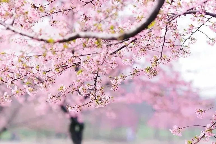 最高温冲击18℃,上海下周有望入春!樱花节官宣:下周一开幕