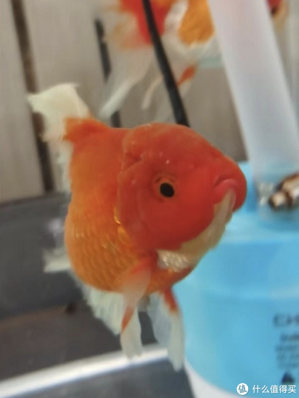 养泰狮金鱼日记|狮子|金鱼|鱼儿_新浪新闻