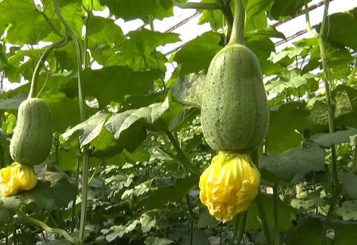 夜读神奇的丝瓜