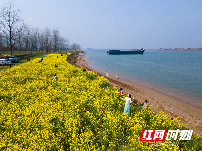组图丨超美长沙鹅洲岛油菜花盛开如海