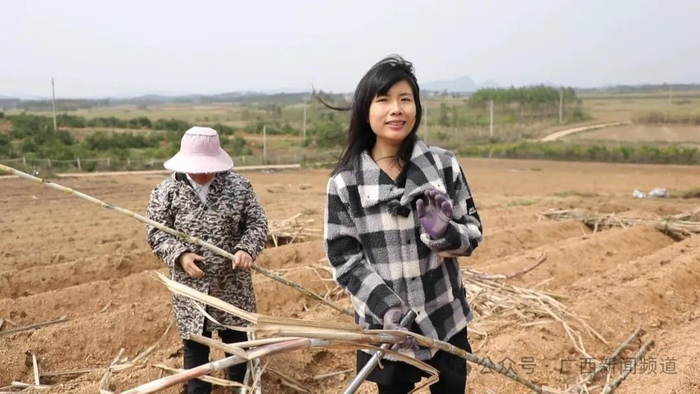 一年好景看春耕风景蔗里独好全国两会春满广西