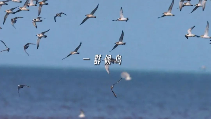 候鸟青睐福建"客栈"的理由|福建省|厦门市|白鹭_新浪新闻