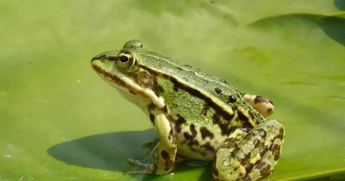 科学家用青蛙做实验,得到了反重力蛙
