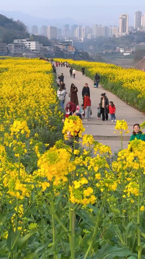 重庆油菜花基地图片