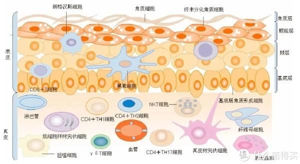 上皮细胞表情包图片