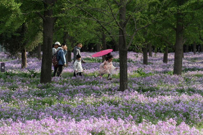中旬智化寺赏花品种:梨花赏花时间:4月上旬至4月下旬中山公园赏花品种