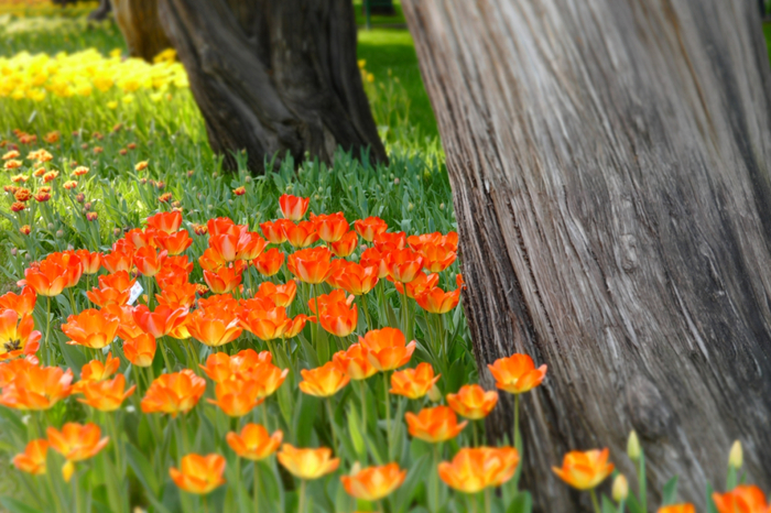 春天氛围感已拉满北京下周升温最高19赏花攻略周末有红包