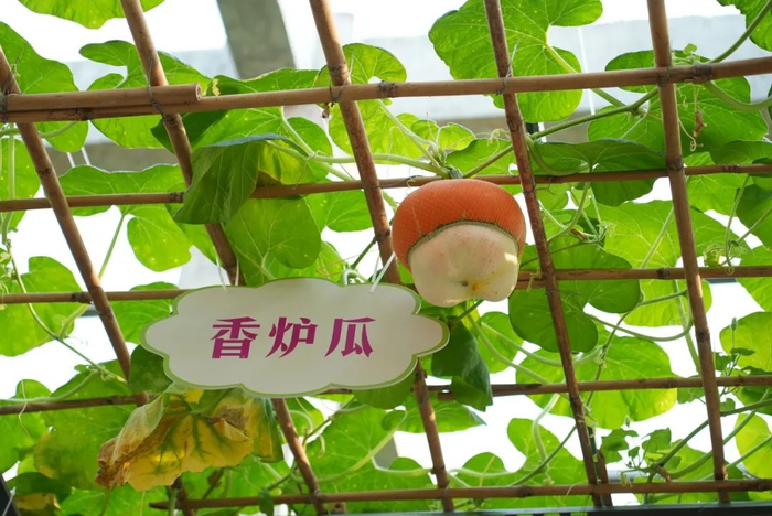 粤西首家湛江这里的瓜果上过太空