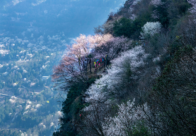 苍溪县唤马镇龙珠岭十里樱花正开放深山春色引客来