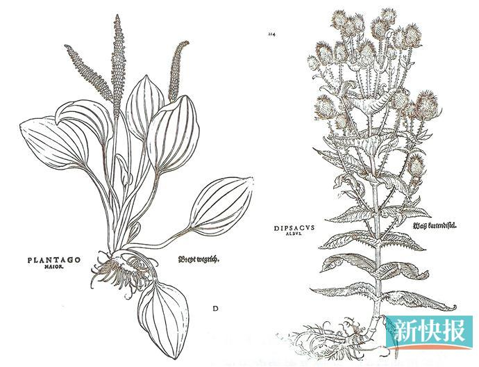 把艺术学的发展脉络融入植物学中,《植物学前史》如
