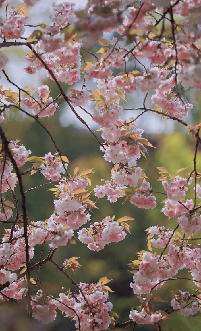 贵阳森林公园樱花图片