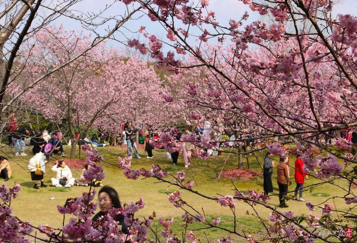顾村公园|樱花|樱花节_新浪新闻