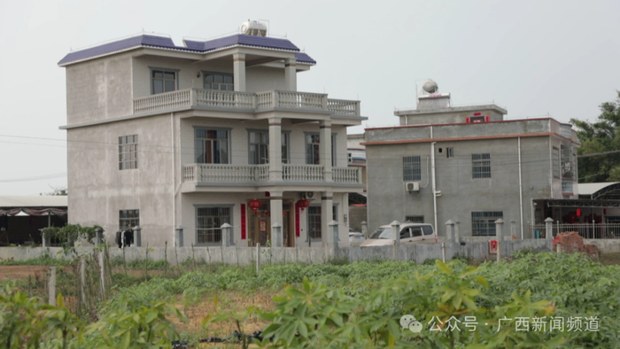 靠着"发财树",广西这里真就发财了