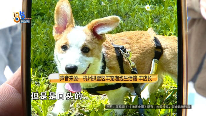 记者:你问柯基犬主人要六千的时候,跟比熊犬主人约定赔偿金额是多少?