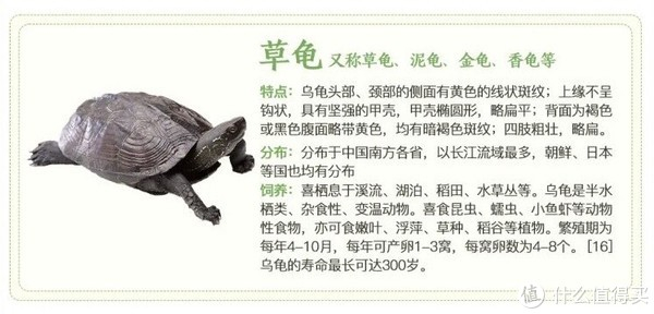 看这里,教你简易饲养巴西龟