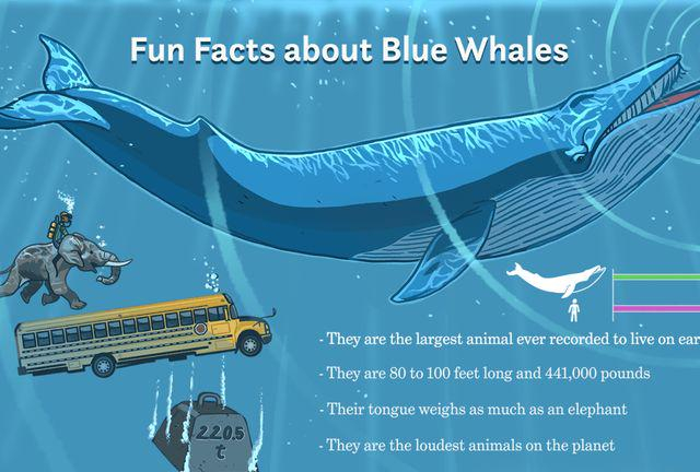 地球上最大生命体,仅占地9平方公里,仍在疯狂生长
