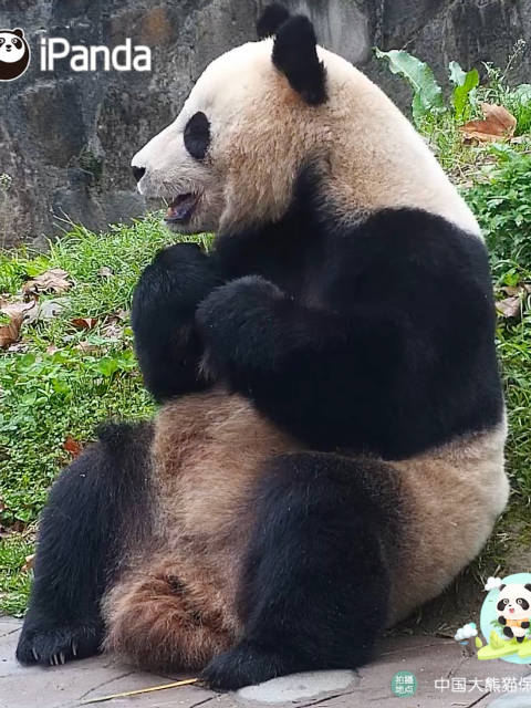 新的一周开启美好的一周吧大熊猫张卡超话