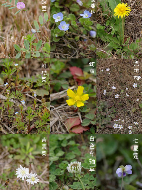 路边常见野花图鉴