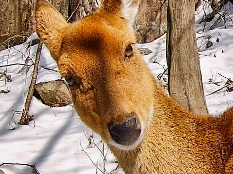 国家一级保护野生动物梅花鹿华南亚种
