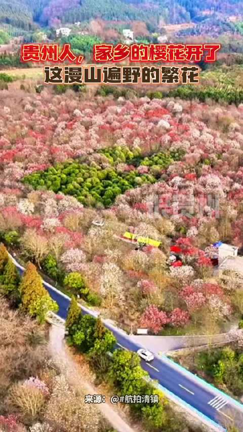 贵州人家乡的樱花开了这漫山遍野的繁花真的不来看看吗