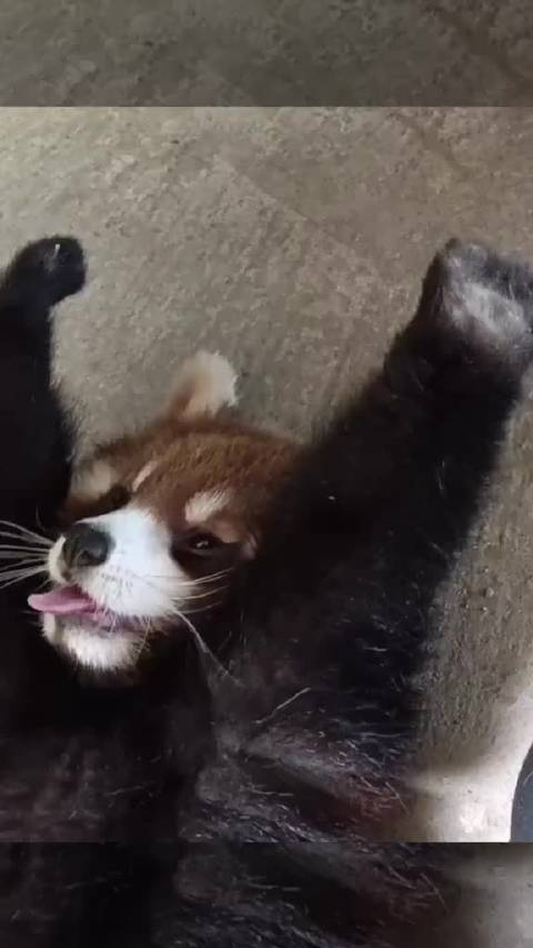 以防你没见过小熊猫伸懒腰打哈欠66