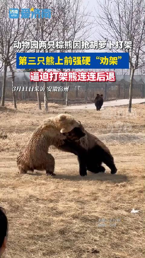 动物园两只棕熊因抢胡萝卜打架