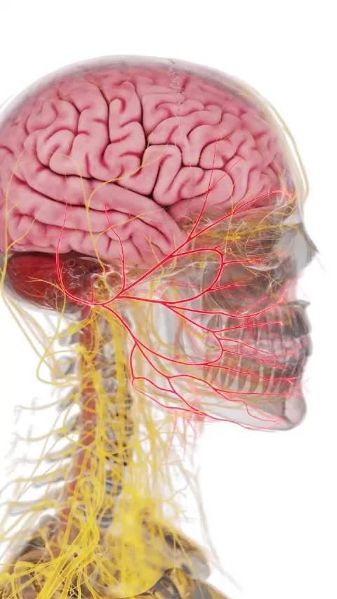 面神经走行示意图图片