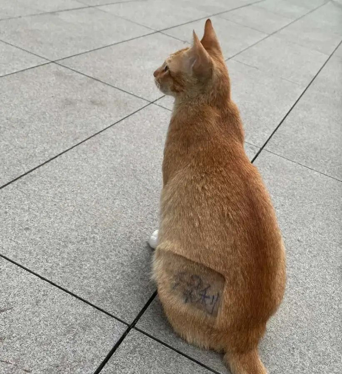 图片来源：保利业主、小红书网友“大地瓜”