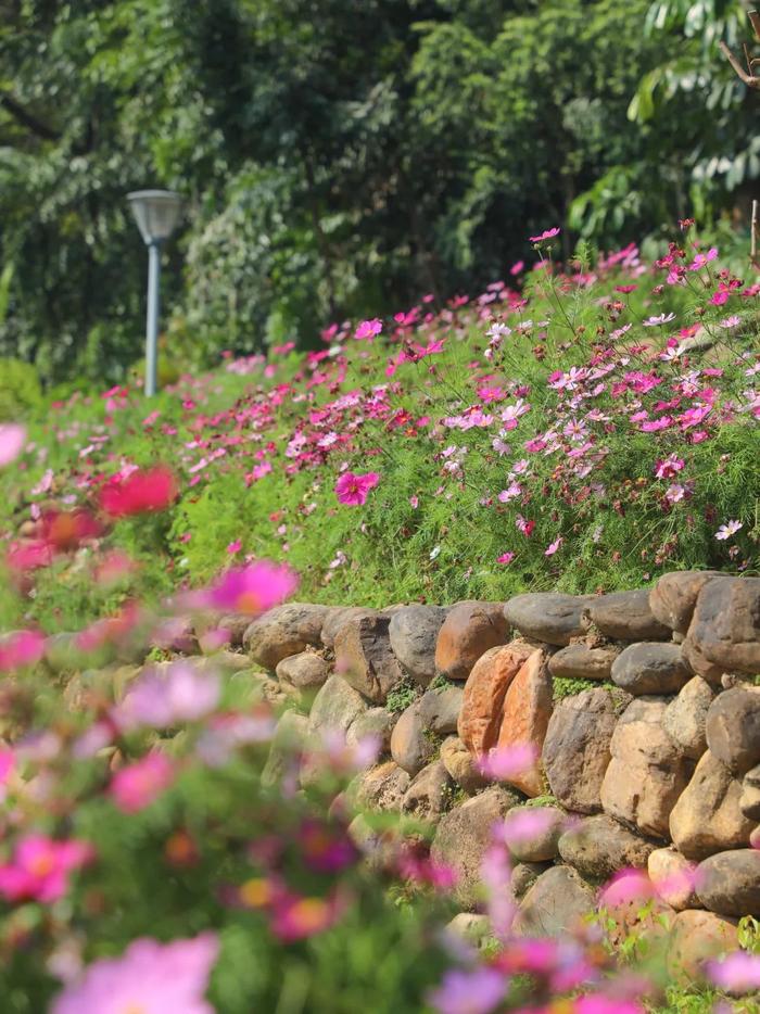 南宁市人民公园:格桑花开,行走花海踏香行