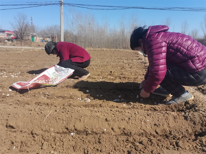 河北安国:紫皮大蒜播种正当时