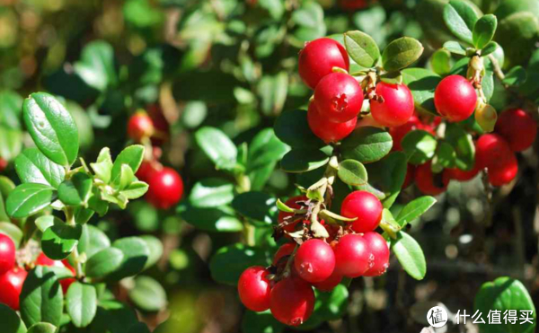 蔓越莓:美白养颜,女性之友!
