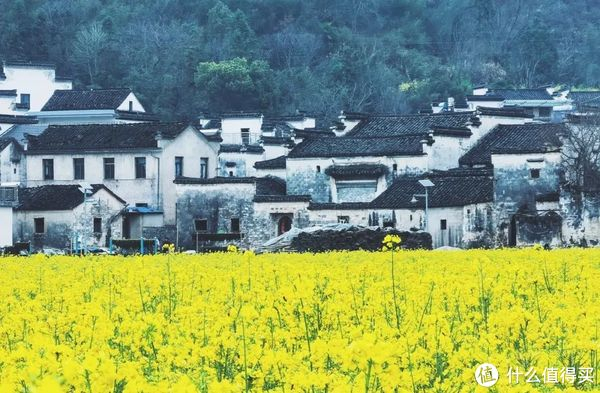 这条免门票赏花路线怎么能这么好看
