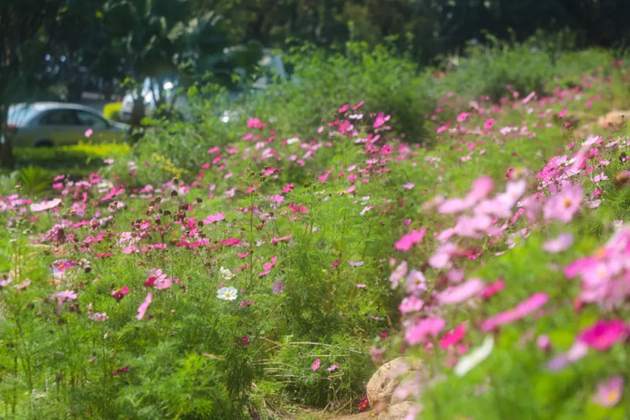 南宁市人民公园格桑花开行走花海踏香行