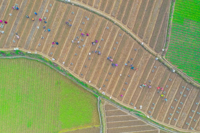 龙潭镇柏香村的油茶苗圃基地内，村民正在移栽油茶苗 冉川 摄