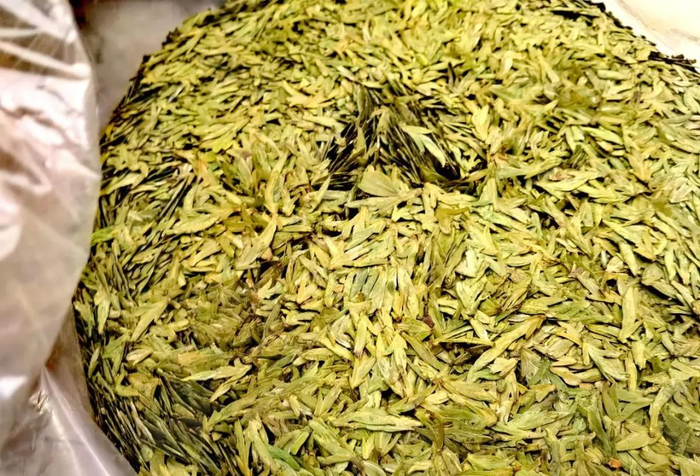 新鲜上市的“乌牛早”绿茶。黎莉 摄