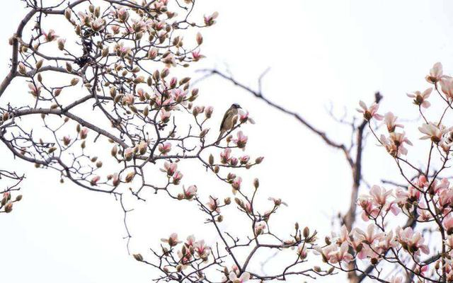 马健 摄 马健 摄