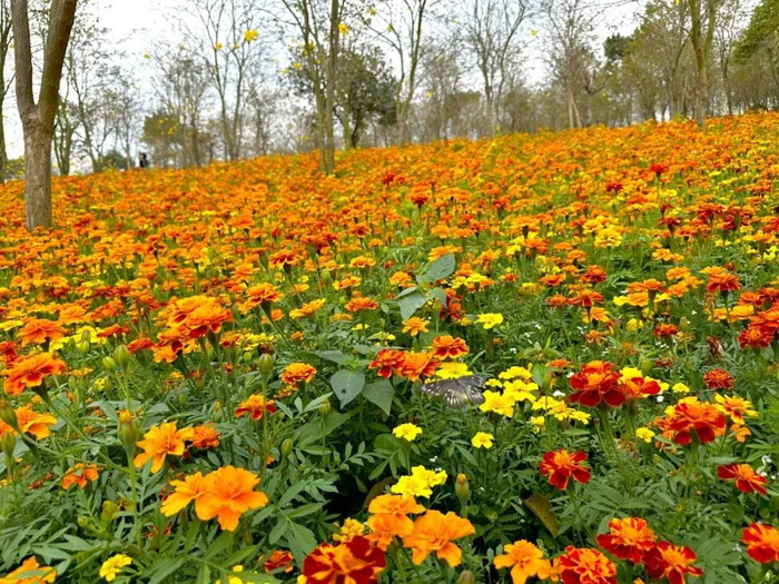 中山春日赏花地图来啦还有智能音箱和立体花海门票大派送