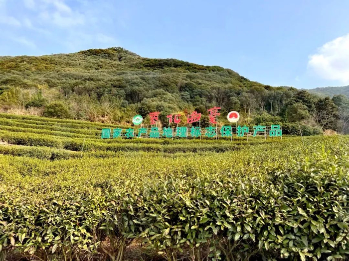 奉化曲毫核心产区的茶山进入采茶准备期。