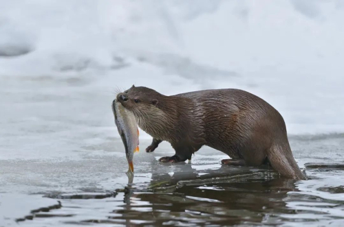 "杀疯了"的鼬还敢"越级杀怪"当娇小的白鼬遇到野兔就像小矮人遇到巨人