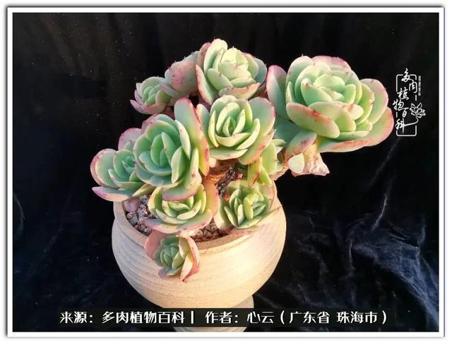 多肉品种海海,我偏爱它们之大叶系列!|单头|碧桃|白凤_新浪新闻