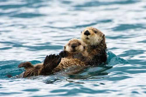 鼬鼬鼬鼬鼬疯了