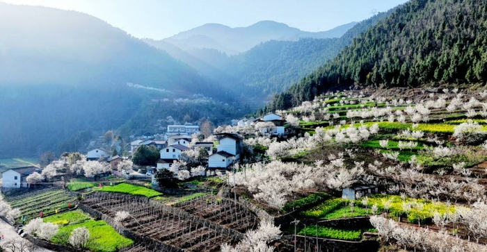 四川朝天:万亩樱桃花竞相绽放 带动春日"美丽经济"|四川省_新浪新闻
