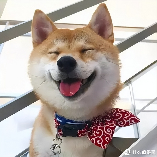 整天乐呵呵,笑容满面柴犬这种小可爱,一旦在我们家