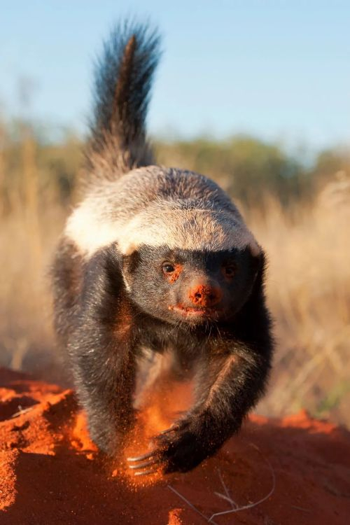 鼬鼬鼬鼬鼬疯了