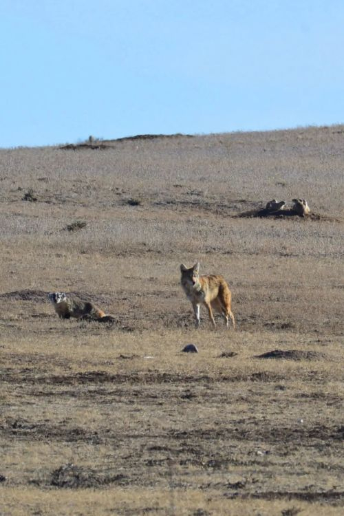 鼬鼬鼬鼬鼬疯了